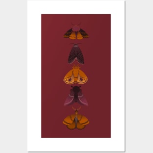 Moths Posters and Art